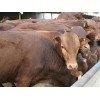 长期供应优质利木赞牛
