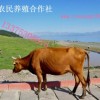 中国最大肉牛供应商 富翔养殖场出售夏洛莱肉牛