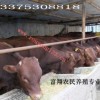最大肉牛供应商 富翔肉牛养殖供应利木赞牛 肉牛品种优