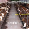 最大肉牛供应商 富翔肉牛养殖场出售架子牛 肉牛品种优