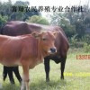 肉牛供应商 富翔肉牛养殖场供应鲁西黄牛 肉牛品种优