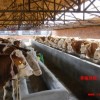肉牛品种优_富翔肉牛养殖场供应肉牛_肉牛供应商