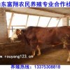 肉牛品种优_富翔肉牛养殖场供应肉牛_肉牛供应商