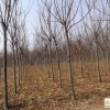 河北栾树种植 保定栾树价格 北京栾树树苗