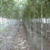 河北白蜡树种植 保定白蜡树价格 大规格白蜡树苗