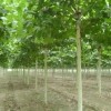河北法桐树种植 保定法桐树价格 大规格法桐树