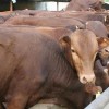 莱州肉牛的养殖管理