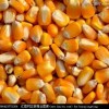 现款求购玉米、高粱、糯米、碎米、大米、小麦、大豆