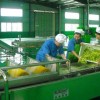 叶菜加工专用欧盟进口诺福保鲜杀菌剂
