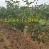 河南农用灌溉滴水软带-蔬菜16mm大田滴灌带