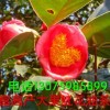 广西玉林巨型油茶树苗种植，【供应广西大果红花油茶树苗