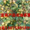 玉林白花油茶树苗价格，广西大量种植福建的白花油茶王良种