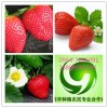 草莓粉  草莓果汁浓缩粉  100%纯天然
