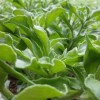 保健蔬菜 非洲冰草种子 非洲冰草一年生草本植物