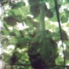 鹤首葫芦种子高40-60厘米上方具细长柄，整个葫芦外形酷似