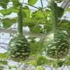 观赏葫芦种子在15℃开始发芽最适生长温度为20—25℃