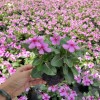 云南西山区硫华菊供应商促销，花姿美丽长春花地被小苗