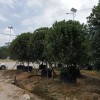四川利州区新鲜现挖桂花树8公分，树形匀称桂花树批发商