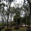 广东梅州10-15公分朴树假植苗，公园绿化白麻子落叶乔木