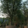 湖北鄂州大叶榕24公分产地，公园遮太阳黄葛树袋苗