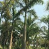 浙江原生苗大王椰子，瓯海区文笔树哪里有卖