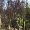 安徽紫叶李高度3米5，红叶李产地花园美化