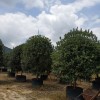 安徽蓬径200公分桂花树，原生苗桂花树产地