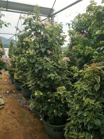 小金边樱花，原生苗，高1.7米，价格600