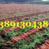 陕西大荔萝卜基地，红萝卜产地批发大量上市
