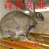 杂交野兔价格森林兔业全国不限量出售