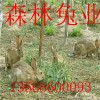 杂交野兔2019前景好的养殖项目