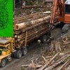 景观木、古建筑 桥梁工程木材 招代理商