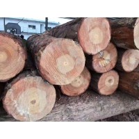 广州建材厂家供应进口铁杉木方进口建筑方条原包装进口铁杉木条